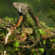 The green iguana is a common exotic pet that originates from Central and South America and has been released into the wild in the US.
